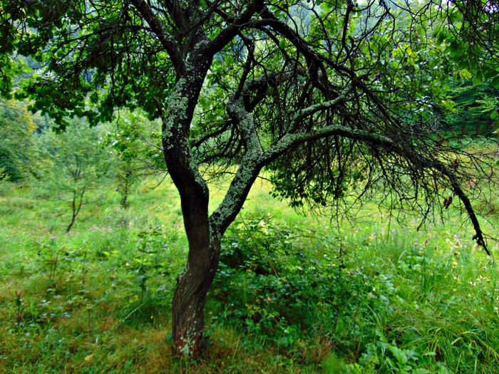 DSC09855 - Poze natura