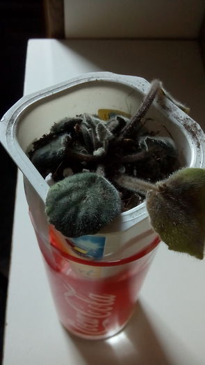 A  decedat si asta :( - Ek Razovyi Dalmatinec