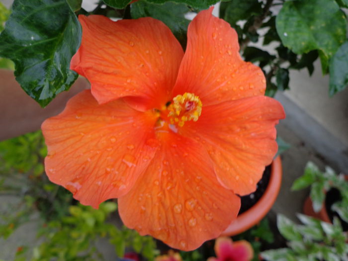 DSC09584