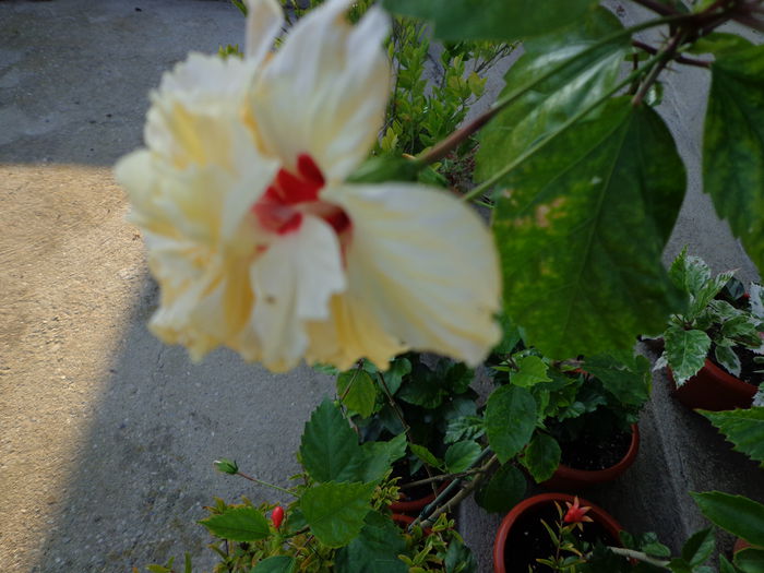 DSC09604
