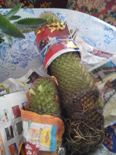 cactus mama si fiul - Andreiandrei 19 08 2015 multuesc