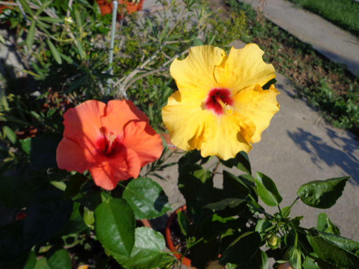 DSC09677