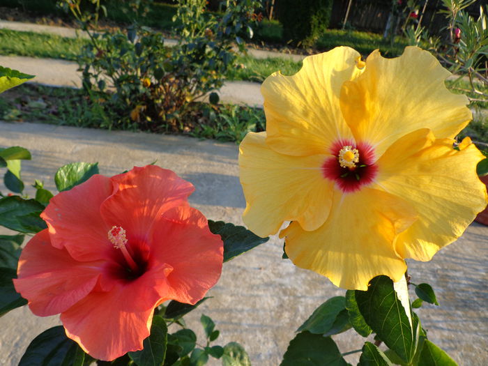 DSC09704