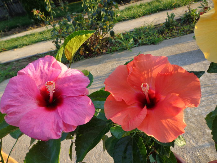 DSC09705