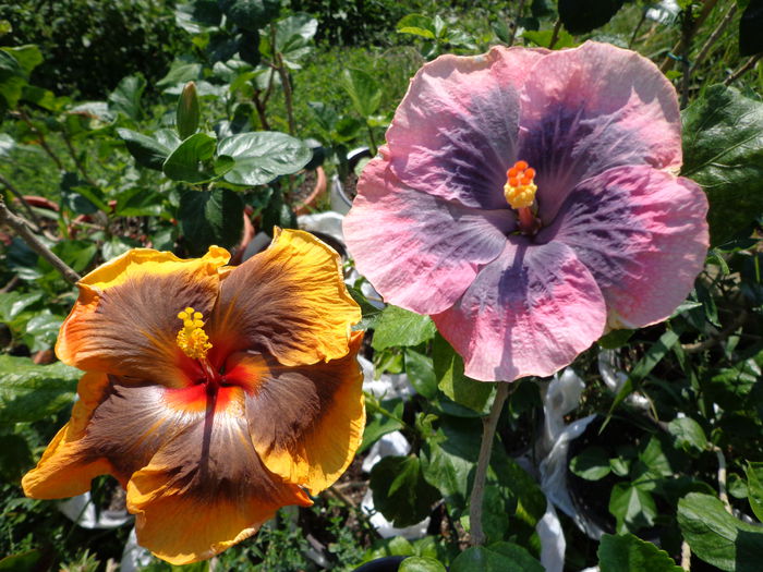 DSC09662 - A-HIBISCUS 2015-1