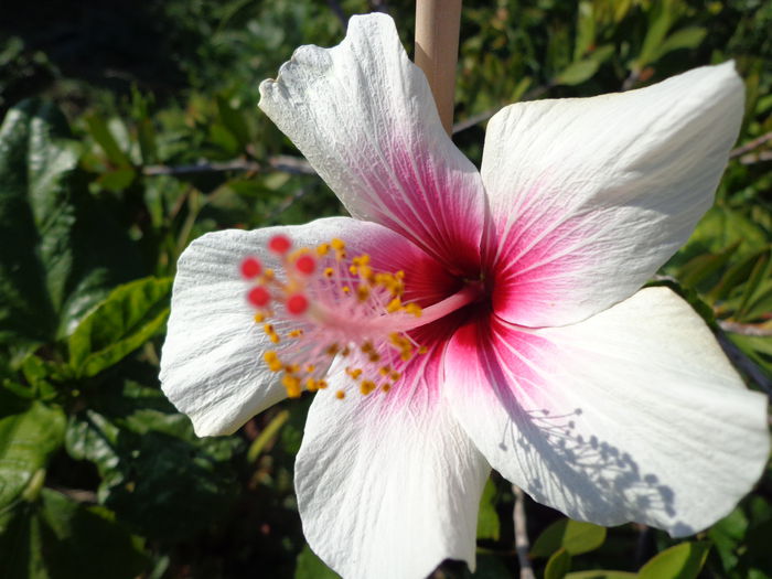 DSC09745 - A-HIBISCUS 2015-1