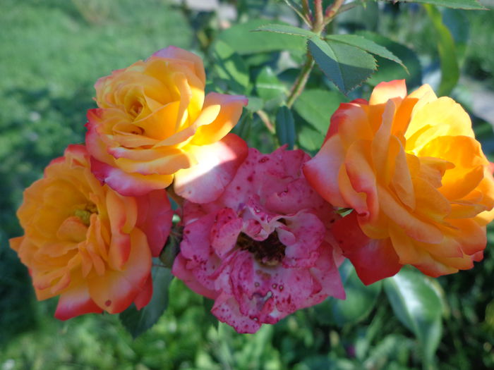 DSC09670 - Flori de trandafiri 2015