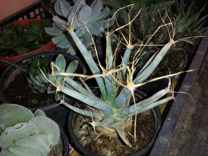 503 Leuchtenbergia pricipis - Suculente - 2015 _ partea a II-a