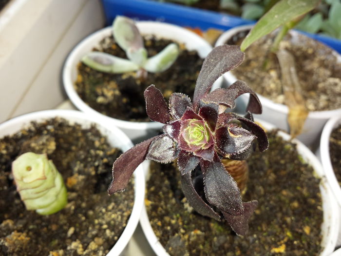 508 Aeonium arboreum schwarzkopf - Suculente - 2015 _ partea a II-a