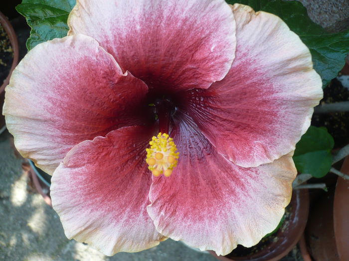 Plum Pizzazz