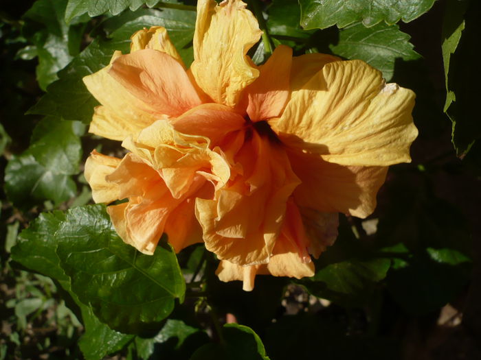 P1230725