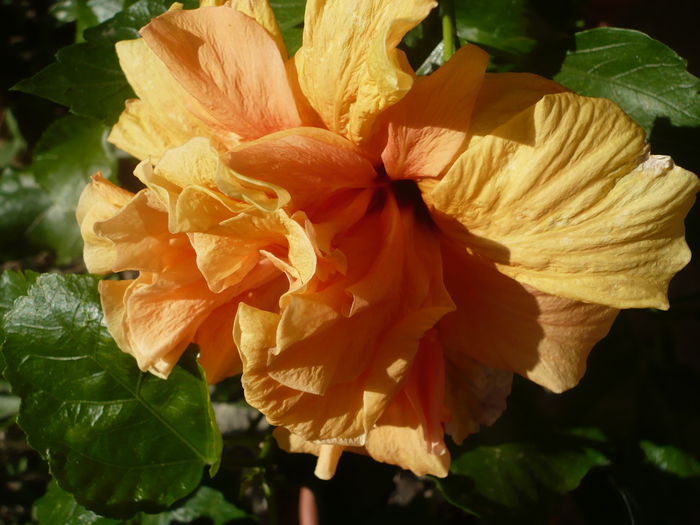 P1230726