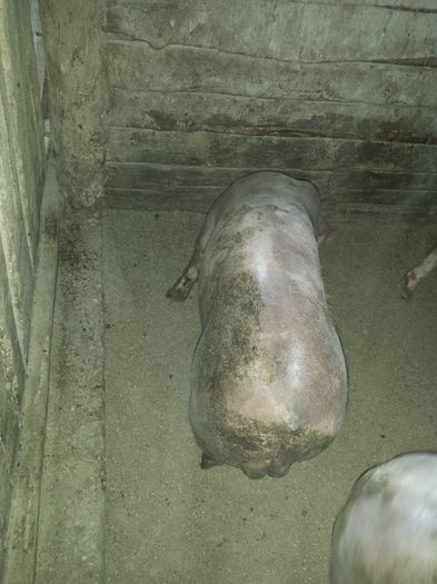 20150827_184138; Vierus de reproductie pietrain 5 luni 60-70 kg
