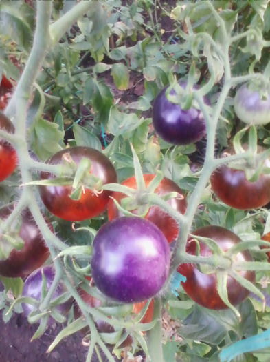 IMG_20150827_193003 - a-a LEGUME-2015