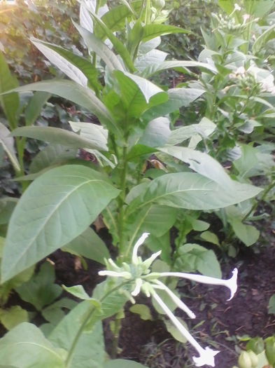 IMG_20150827_193333 - a-a LEGUME-2015