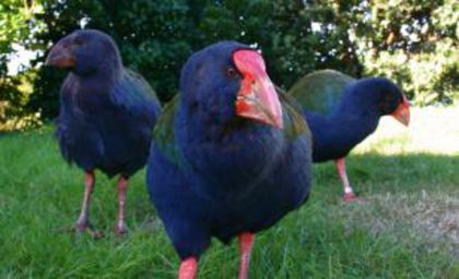 vanatori-din-noua-zeelanda-au-ucis-20-dintr-o-specie-de-pasari-amenintate-cu-disparitia-18512942