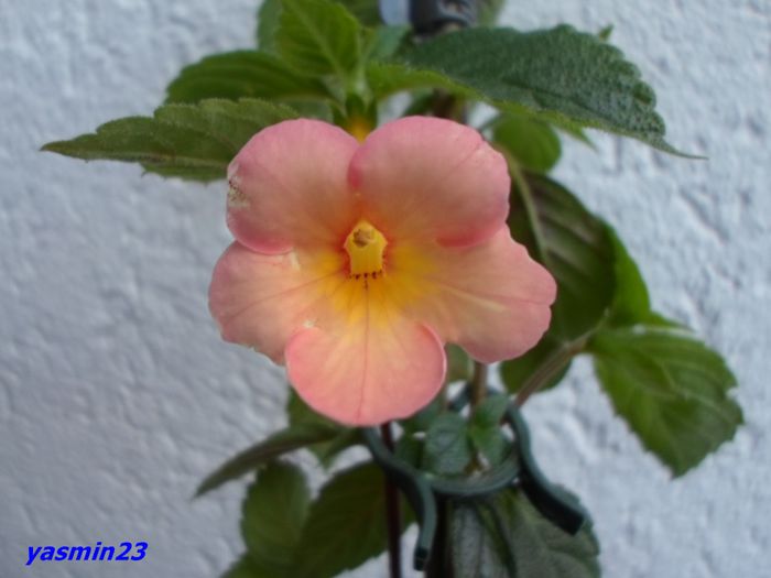 136 Sweet and Sour - A -Achimenes