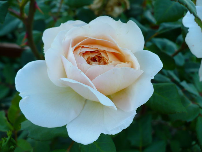 P1200182 - Crocus rose - al III-lea an