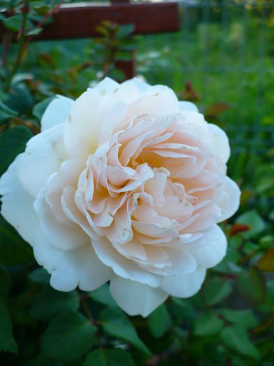 P1200185 - Crocus rose - al III-lea an