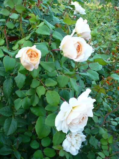 P1200186 - Crocus rose - al III-lea an