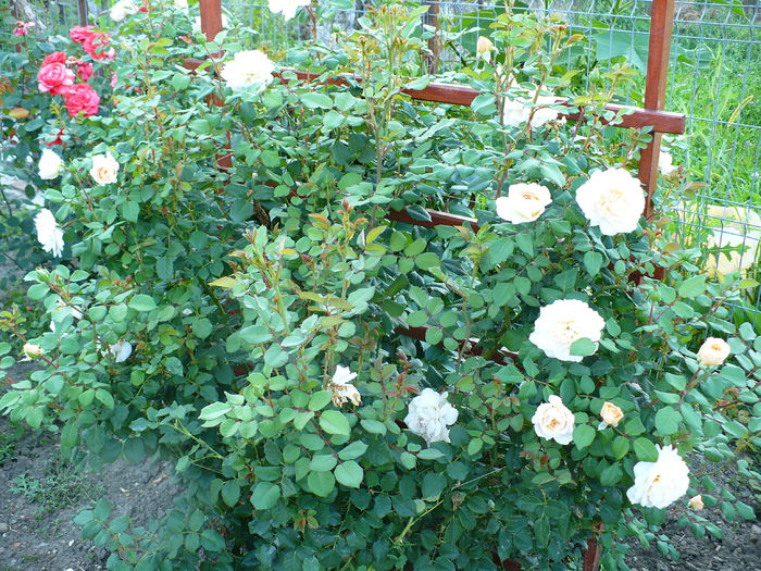 P1200188 - Crocus rose - al III-lea an