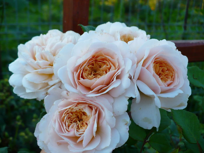 P1200193 - Crocus rose - al III-lea an