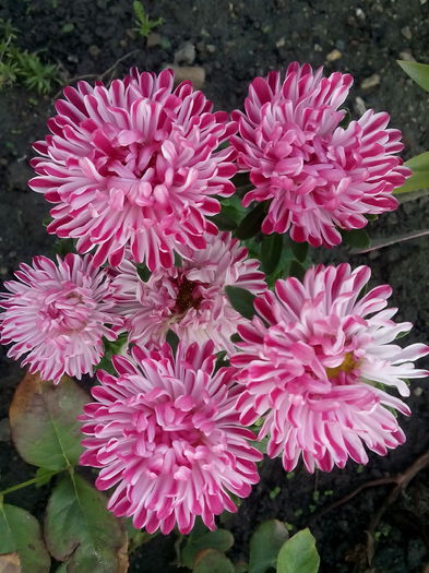 IMG_20150826_073604 - 2015 Flori in  gradina