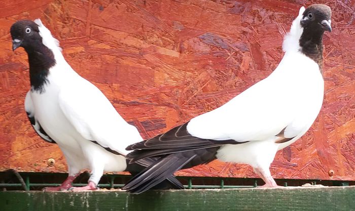 pereche 2015 dnu.Dinicu jud.Constanta