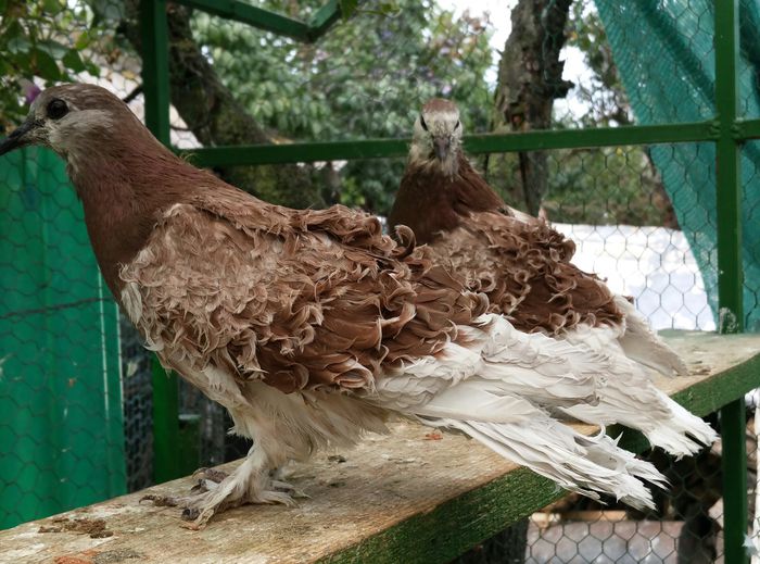 per 2015 dnu Dinicu  jud.Constanta