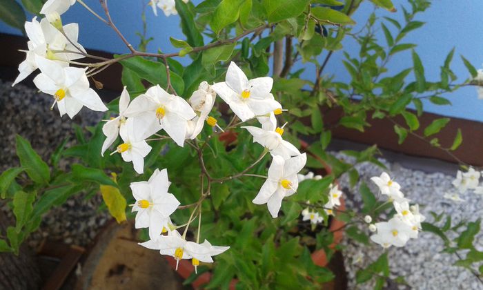 20150828_085229 - dragostea  de natura