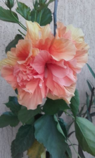 20150827_200400 - hibi 2015