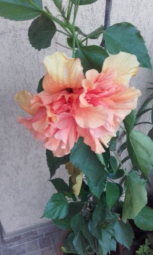 20150827_200540 - hibi 2015