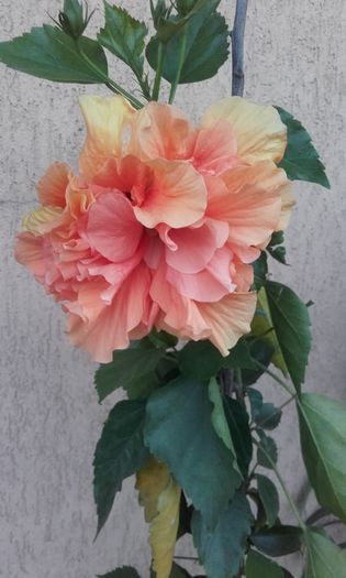 20150827_200702 - hibi 2015