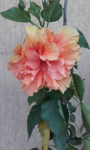 20150827_200705 - hibi 2015