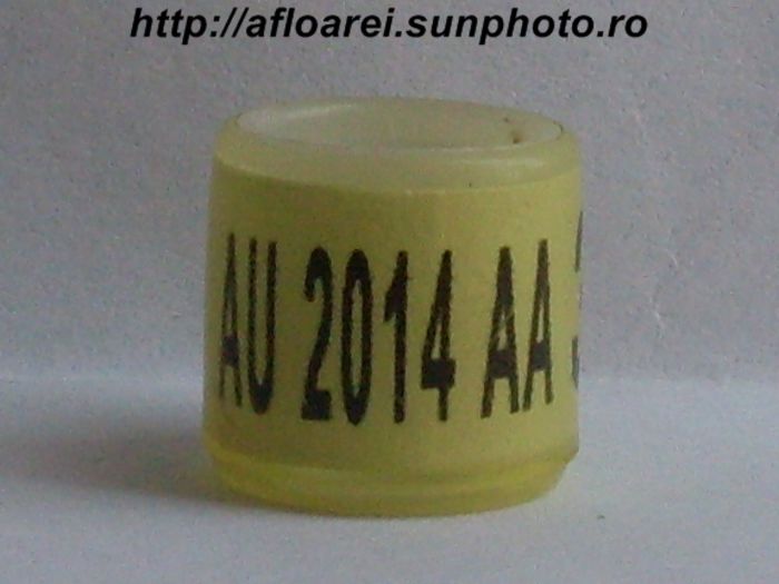 au 2014 aa - AMERICA