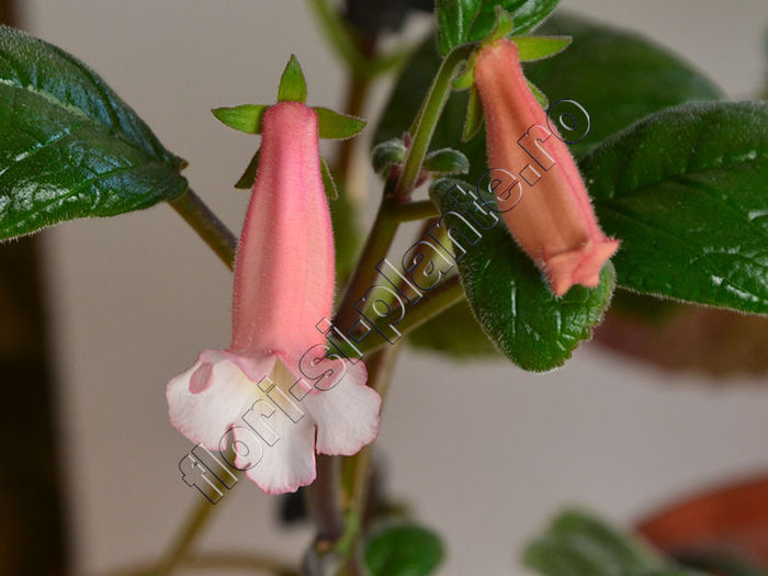 New 2015 - Sinningia Luci s Pink Coral - GLOXINIA_SINNINGIA - Hibrizii mei -My hybrids