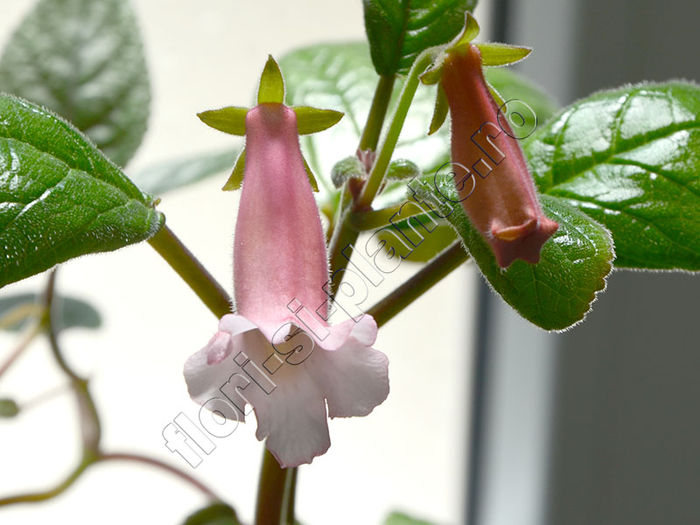 New 2015 - Sinningia Luci s Pink Coral - GLOXINIA_SINNINGIA - Hibrizii mei -My hybrids