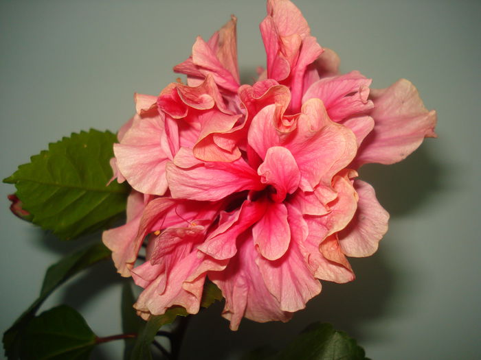DSC03281