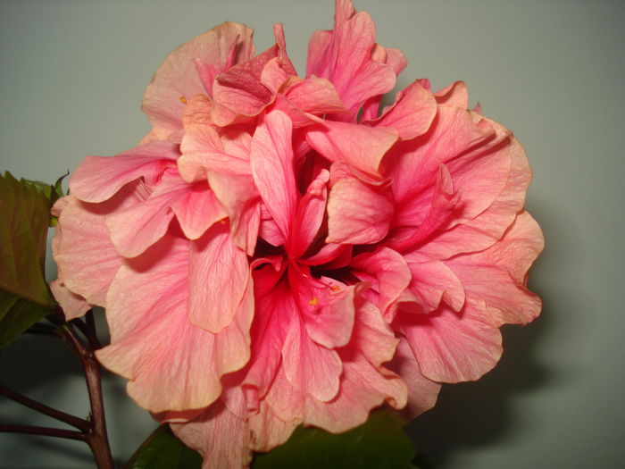 DSC03282 - HIBISCUS 2015