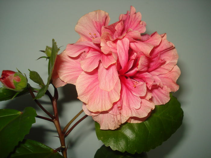 DSC03286 - HIBISCUS 2015