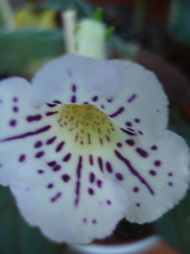 DSC03327 - Sinningia Ozark Purple Zebra