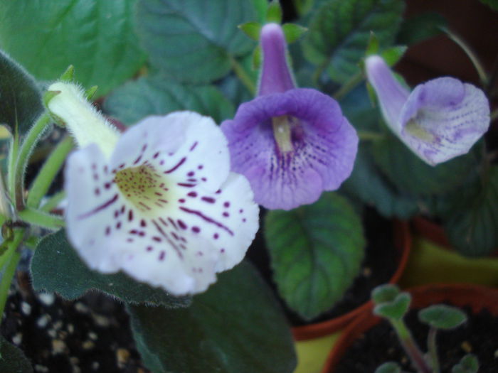 DSC03312 - FLORI 2015