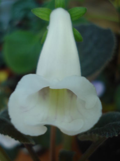 DSC03328 - FLORI 2015