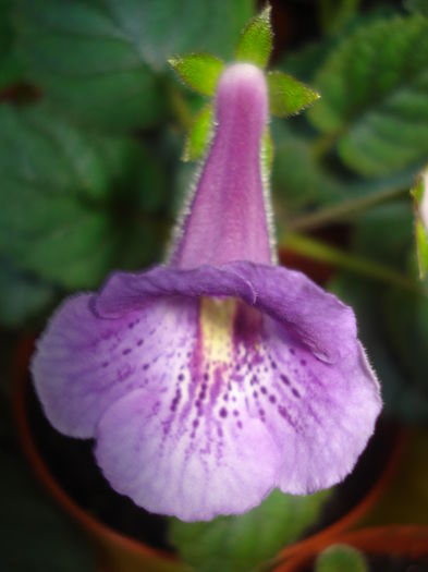 DSC03325 - FLORI 2015