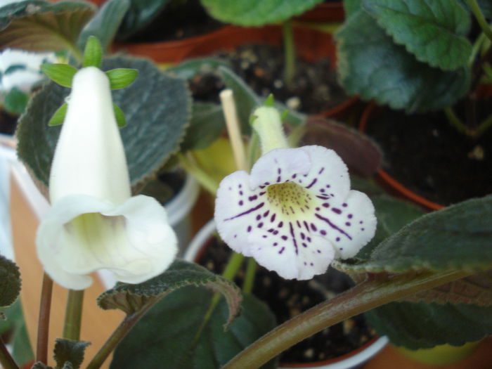 DSC03324 - FLORI 2015