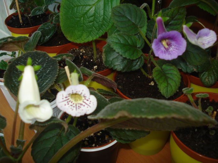 DSC03323 - FLORI 2015