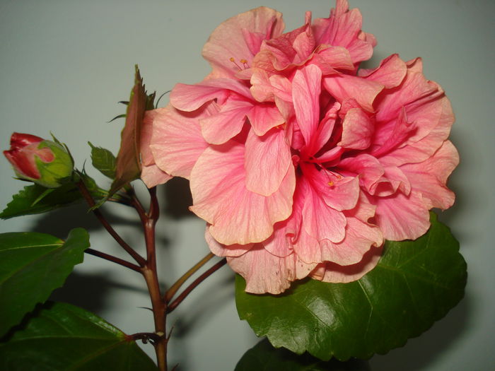 DSC03287 - FLORI 2015