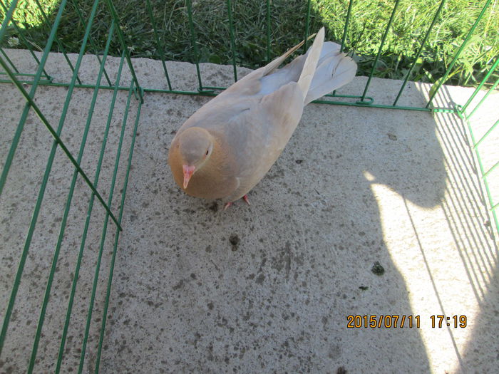 IMG_0903[1]; pui birmi 2015 lemon
