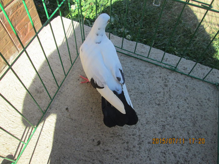 IMG_0904[1]; pui birmi 2015
