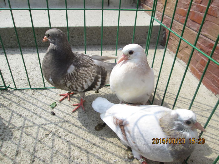 IMG_0995[1]; pui birmi 2015
